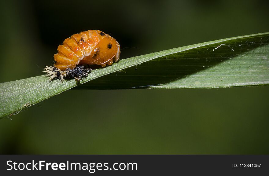 A macro image of a Ladybird Pupa on a horizontal green leaf. A macro image of a Ladybird Pupa on a horizontal green leaf