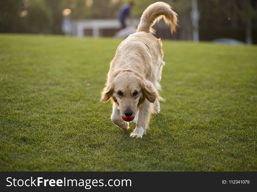 The original name of the Golden Retriever English: Golden Retriever is the Soviet Russian tracking dog. Later it joined the Buddha`s hunting dog species, the blood hunting dog species and the water snipe dog gene. The result of the mating produces a breed that is born with the ability to retrieve the prey and be good at tracking and having a keen sense of smell. After the first exhibition in 1908, it was popular with people. It was one of the most common dogs. The unique feature of golden hair is its agreeable personality. It belongs to a dog that is well-balanced, vigorous and active. Its characteristics are firm, body parts and parts are reasonable, legs are neither too long nor clumsy, they are friendly, enthusiastic, alert, confident and fearless. The golden dog was the first kind of retriever. Most of them are now a guide dog and a pet dog.