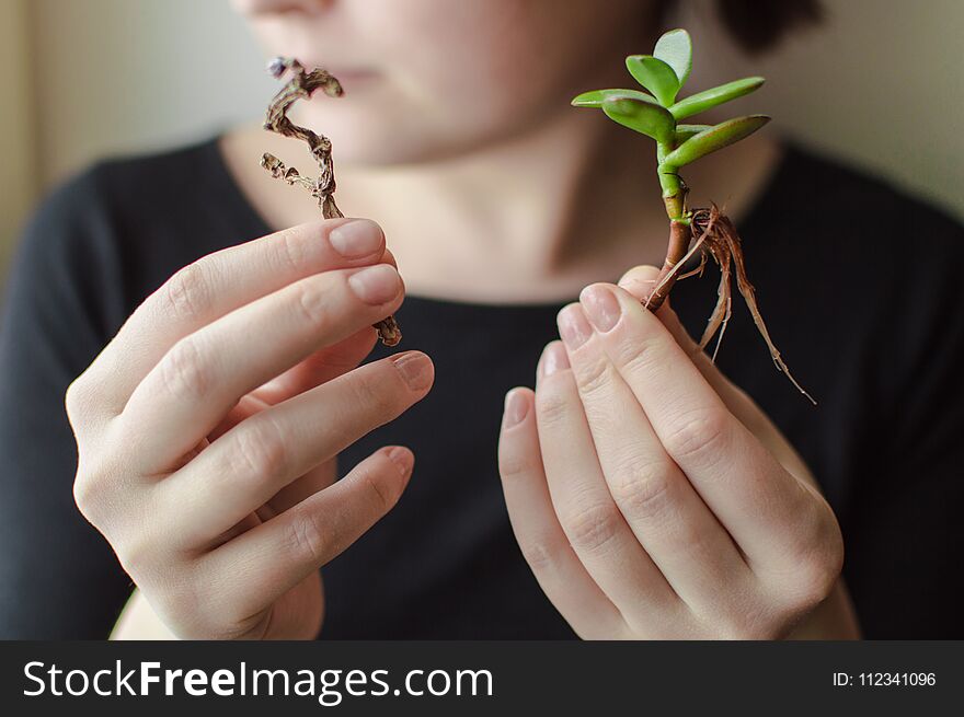 Close-up photo of the female arms holding stems of the green growing plant and brown withered plant. Concept of ecology, treatment