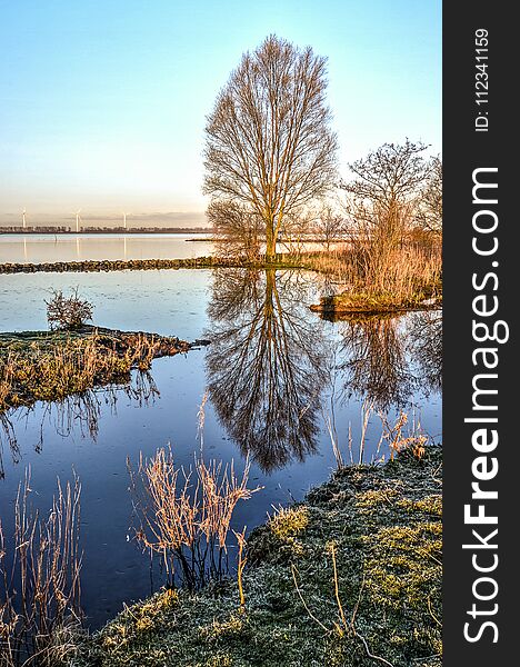 Single tree at the shore of Haringvliet estuary reflecting in tranquil waters on a cold morning. Single tree at the shore of Haringvliet estuary reflecting in tranquil waters on a cold morning