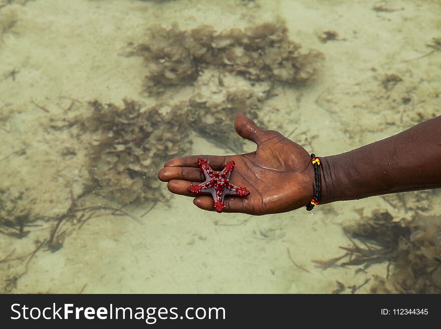 A Star Fish in Galu beach, Kenya