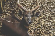Deer In The Zoo Stock Photography
