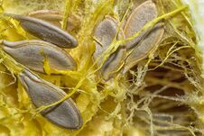 Seeds Of The Zucchini Royalty Free Stock Image