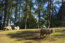 Sheep Graze In The Hills Royalty Free Stock Photo