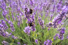 Bees On Lavender Plants Stock Photos