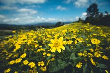 Yellow Flower Field Nature Sky Royalty Free Stock Photo