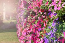 Beautiful Petunias Colorful Flower Royalty Free Stock Images