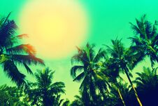 Coconut Trees And Sun With Blue Sky Summer Wallpaper Background Stock Photos