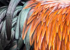 Beautiful Orange And Black Rooster Feathers Royalty Free Stock Photos