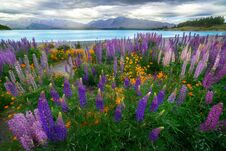 Landscape At Lake Tekapo Lupin Field In New Zealand Royalty Free Stock Images