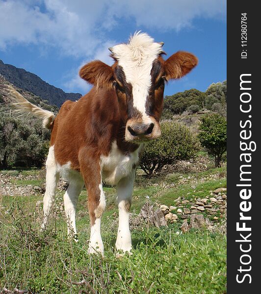 Curious young calf looking at camera, one sunny day in a meadow. Curious young calf looking at camera, one sunny day in a meadow