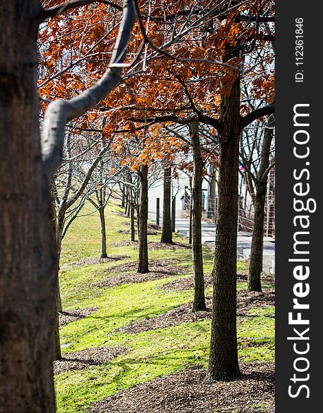 A row of trees in autumn, in a park in Brooklyn