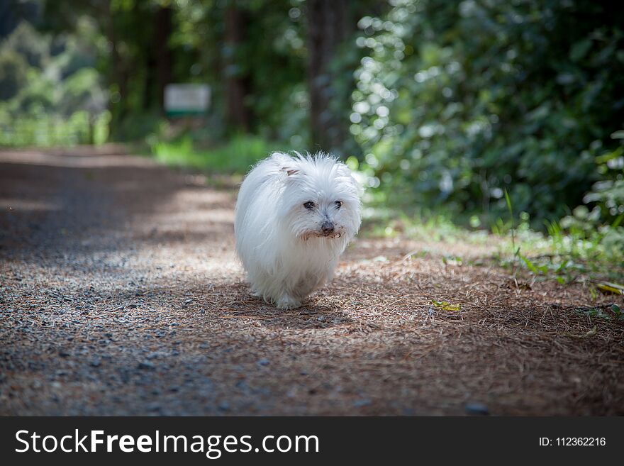 Senior family pet dog `Baby` walking and exercising on the park, cheering and supporting by both mom and the little sister dog `Lucy`. Senior family pet dog `Baby` walking and exercising on the park, cheering and supporting by both mom and the little sister dog `Lucy`.