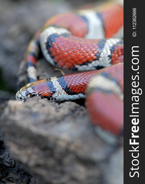 A red milk snake from western Missouri attempting to hide behing a rock. A red milk snake from western Missouri attempting to hide behing a rock.