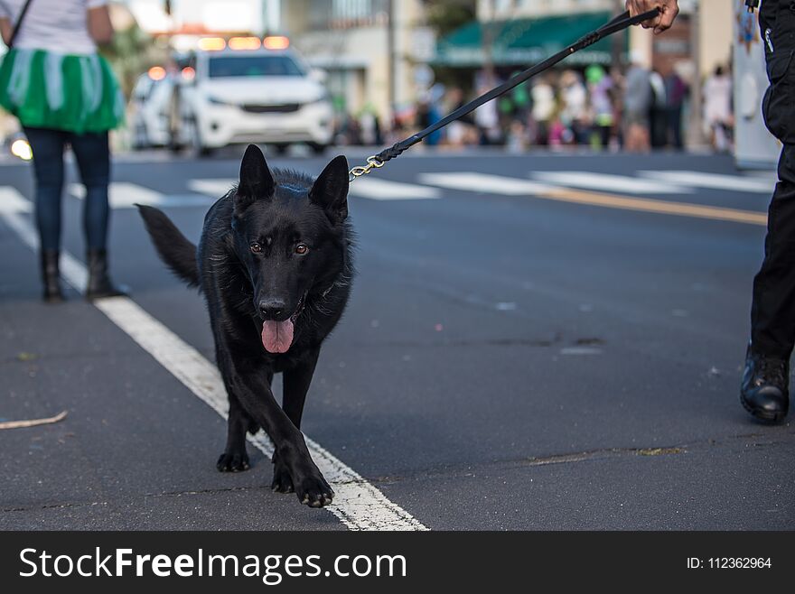 Black police dog patrolling street parade on leash with eyes looking ahead. Black police dog patrolling street parade on leash with eyes looking ahead.