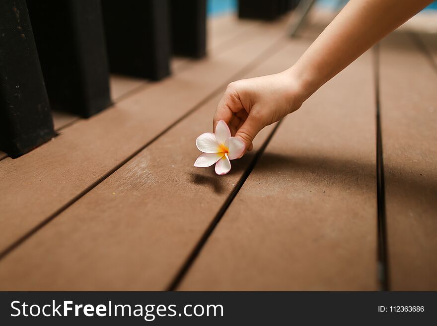 Close up portrait of kids hand hold flower. Concept of travel, recreation and tropical countries sunny day. Close up portrait of kids hand hold flower. Concept of travel, recreation and tropical countries sunny day.