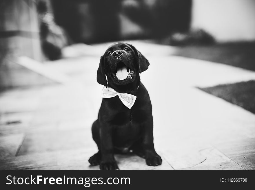 Labrador Retriever Puppy on Grayscale Photo