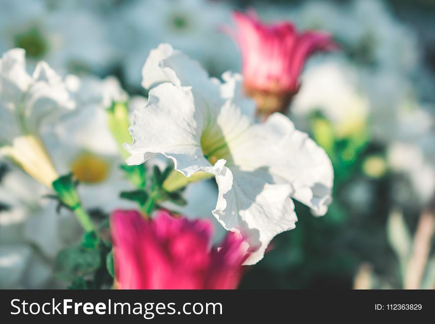 Selective Focus Photography of Blooming White Petaled Flower at Daytime