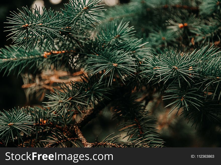 Close Up Photo of Green Pine Tree