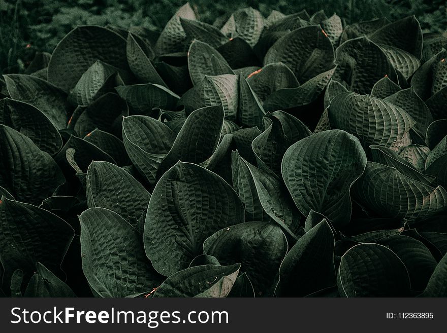 Black Plants Photo