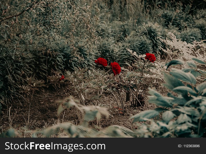 Red Petaled Flowers