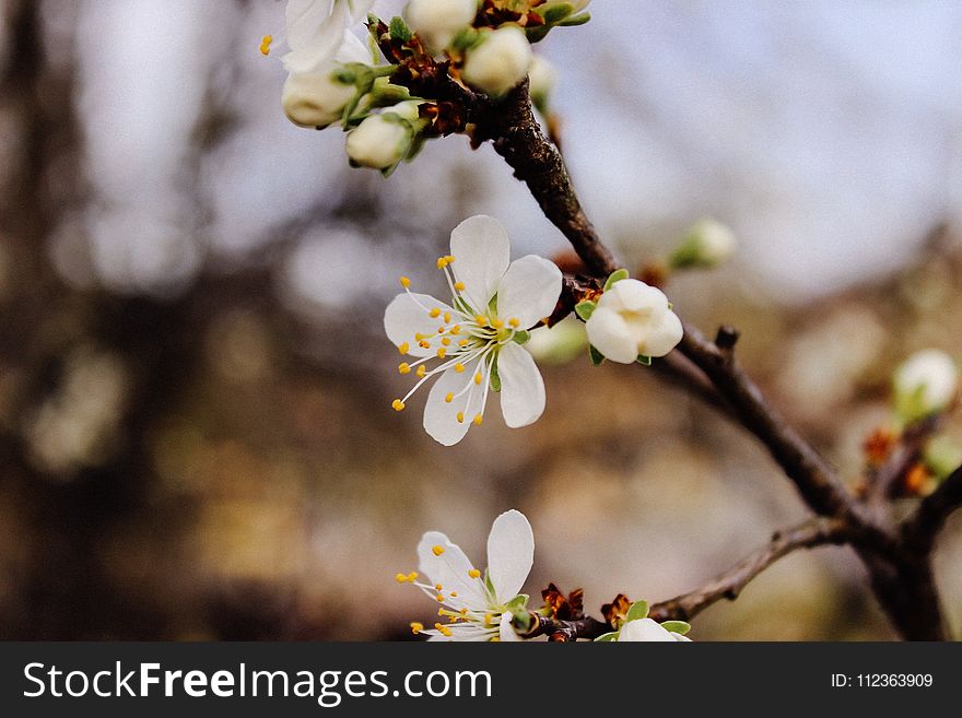 Selective Focus Photography Cherry Blossom Flowers