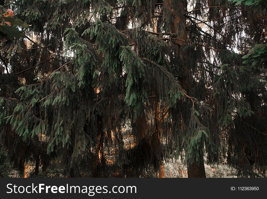 Photograph Of Green Tree