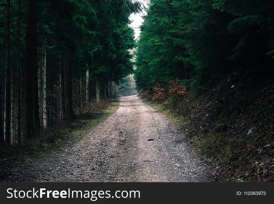 Photo of Road in Forest
