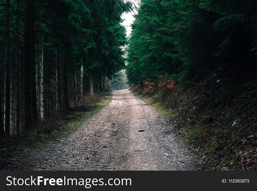 Photo Of Road In Forest