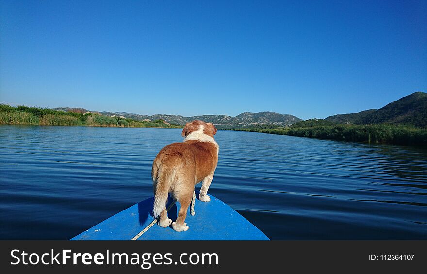 Driving boat with my little dogy. Driving boat with my little dogy