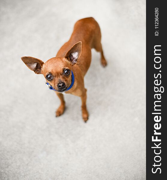 Small light brown chihuahua dog standing outside. Small light brown chihuahua dog standing outside