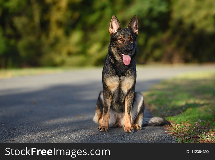 Sable German Shepherd sitting looking forward