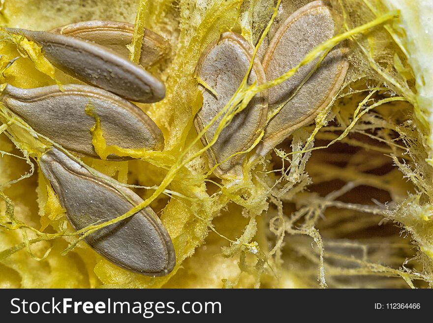 Zucchini seeds close-up macro photo HDR processing. Zucchini seeds close-up macro photo HDR processing