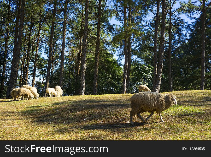 Frock of Sheep graze in the hills on sunny day