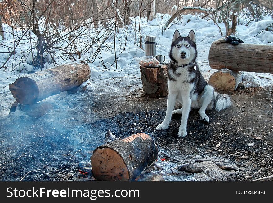 Portrait Siberian husky sitting by the campfire in winter forest. Dog looks at camera. Copy space.
