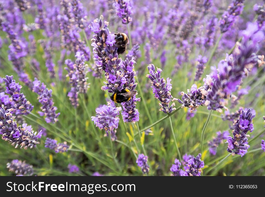 Bees collecting nectar and pollinating blooming purple lavender flowers in a field. Bees collecting nectar and pollinating blooming purple lavender flowers in a field.