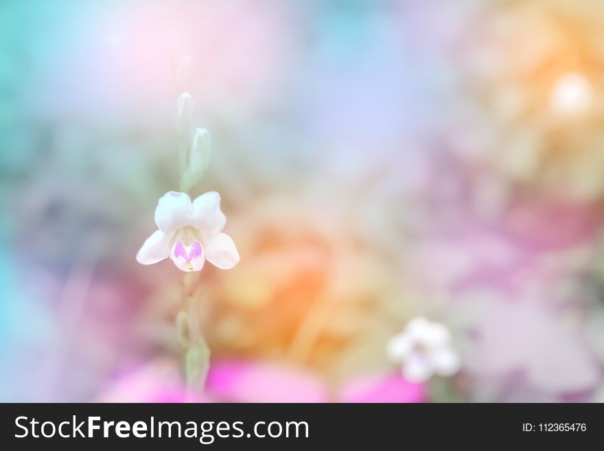 Litttle white flower soft focus with colorful bokeh spring ,summer nature wallpaper background. Litttle white flower soft focus with colorful bokeh spring ,summer nature wallpaper background