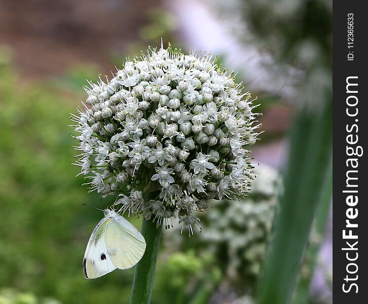 After rain in the June summer, Henan Province of China.A white butterfly is taking honey from onion flower. After rain in the June summer, Henan Province of China.A white butterfly is taking honey from onion flower.