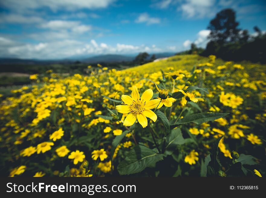 Yellow Flower Field nature sky