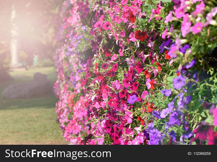 Beautiful Petunias colorful Flower