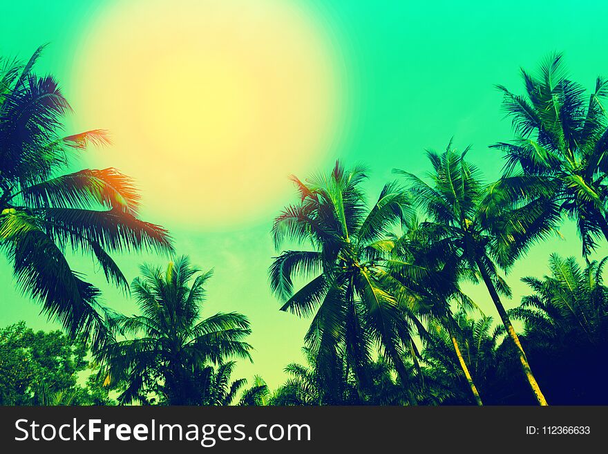 Coconut trees and sun with blue sky summer wallpaper nature background