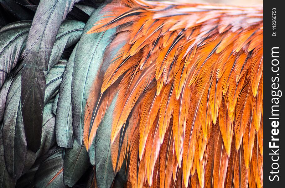 Free range Rooster picture of orange saddle feathers and black tail feathers. Free range Rooster picture of orange saddle feathers and black tail feathers.