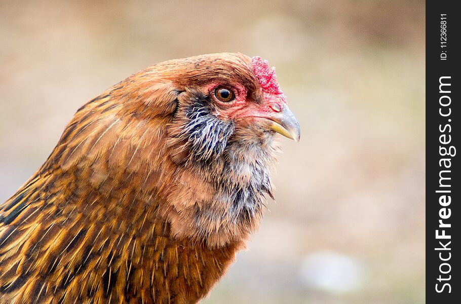 Free Range Chicken Head Portrait