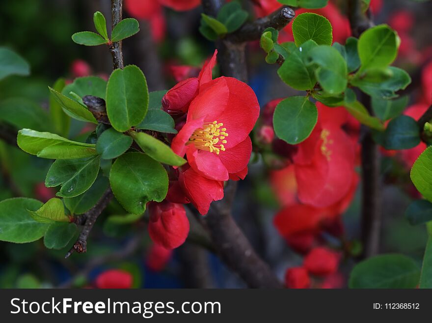 Beautiful flowers bloom in early spring `Japanese quince`