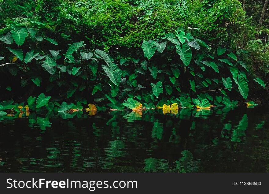 Lane Cove National Reserve Park Kayaking.