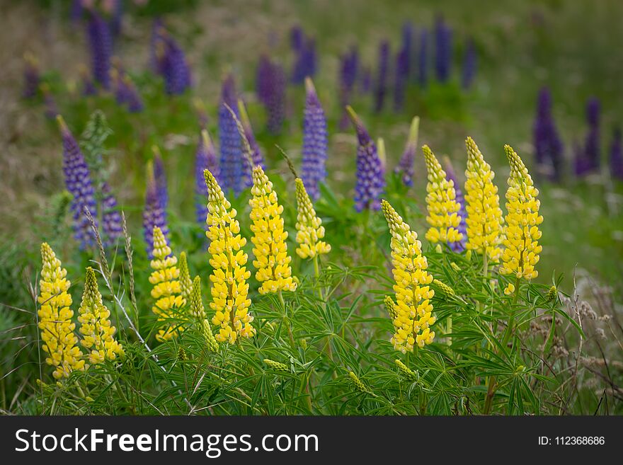 Yellow Lupine Flower in New Zealand. Lupin field at lake Tekapo hit full bloom in December, summer season of New Zealand.