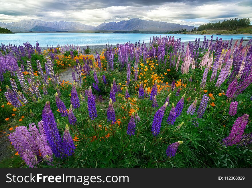 Landscape at Lake Tekapo and Lupin Field in New Zealand. Lupin field at lake Tekapo hit full bloom in December, summer season of New Zealand. Landscape at Lake Tekapo and Lupin Field in New Zealand. Lupin field at lake Tekapo hit full bloom in December, summer season of New Zealand.
