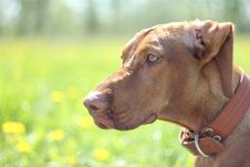 Hungarian Vizsla Dog For A Walk Stock Images Hungarian Vizsla Dog For A Walk Stock Images
