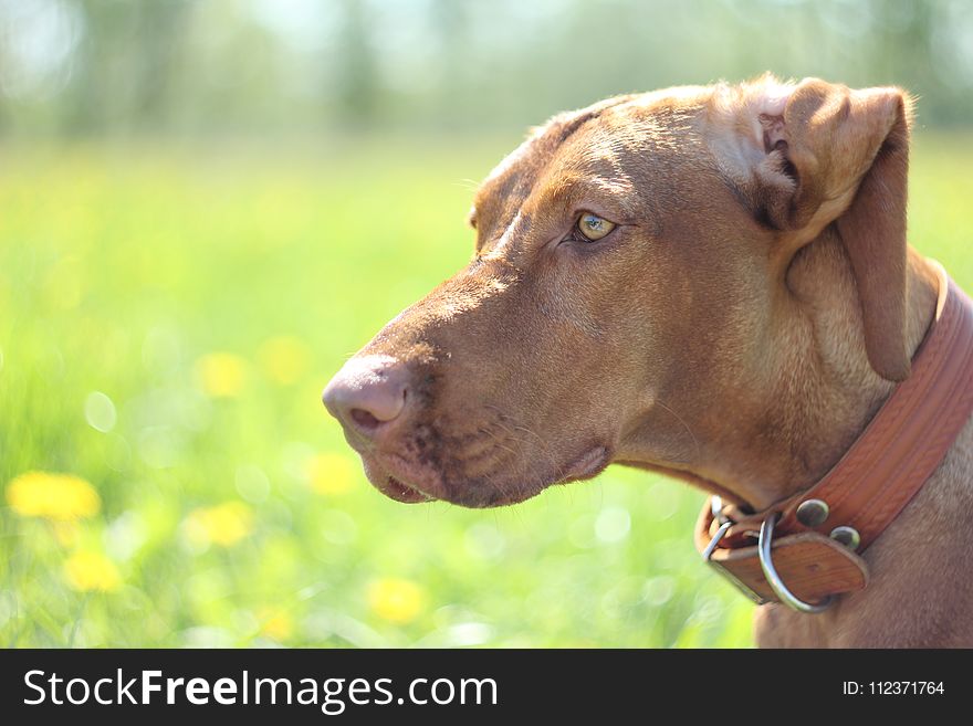 Hungarian vizsla dog, for a walk on the green field. Hungarian vizsla dog, for a walk on the green field