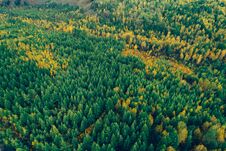 Autumn Forest Landscape Stock Photos